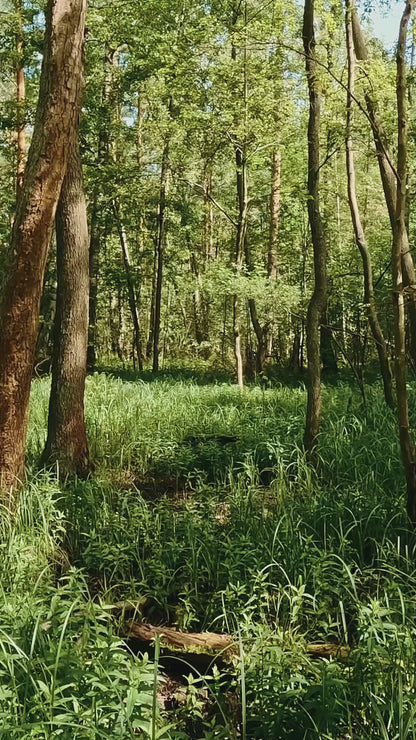 THE GOLDEN TRIANGLE | Luxury Moisturizer w/ Saffron